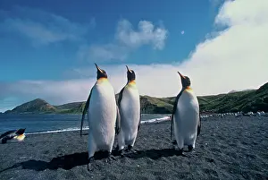 Colonial: Australia, subantarctic Macquarie Island