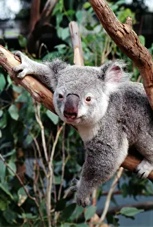Sydney: Australia, Sydney, Featherdale Wildlife