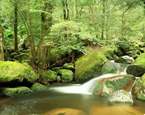 Auscape - Named Photographers: Australia - Taggerty River, Keppel Falls scenic reserve