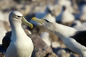 Jackrel: Australia, Tasmania, Bass Strait. Courtship