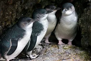 Minor: Australia, Tasmania, Bass Strait. Little