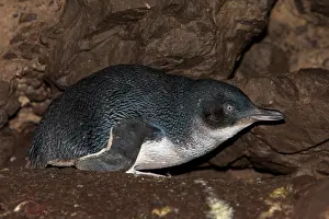 Minor: Australia, Tasmania, Bass Strait. Little