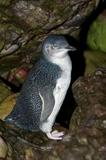 Minor: Australia, Tasmania, Bass Strait. Little