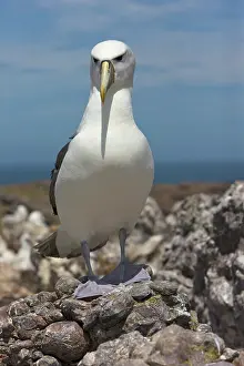 Jackrel: Australia, Tasmania, Bass Strait. Shy albatross