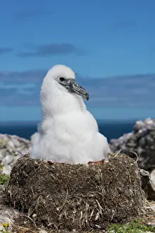 Jackrel: Australia, Tasmania, Bass Strait. Shy albatross
