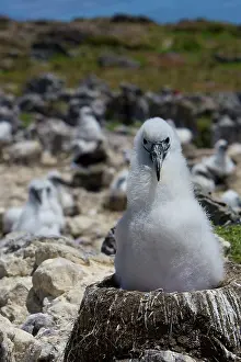 Jackrel: Australia, Tasmania, Bass Strait. Shy albatross