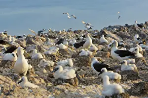 Jackrel: Australia, Tasmania, Bass Strait. Shy Albatross