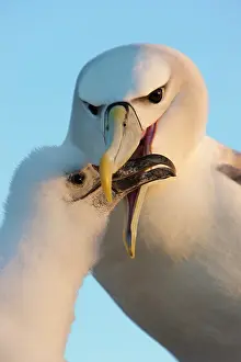 Jackrel: Australia, Tasmania, Bass Strait. Shy Albatross