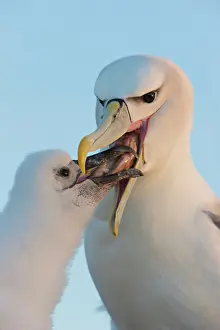 Jackrel: Australia, Tasmania, Bass Strait. Shy Albatross