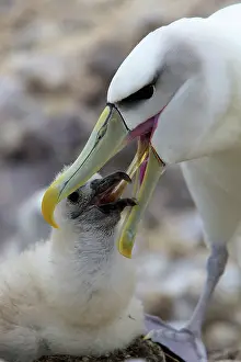 Jackrel: Australia, Tasmania, Bass Strait. Shy Albatross