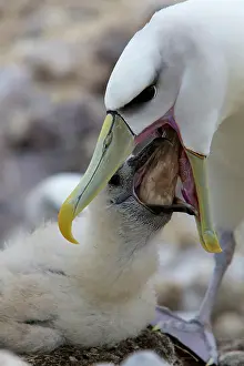 Jackrel: Australia, Tasmania, Bass Strait. Shy Albatross