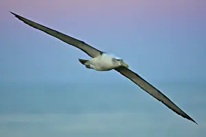 Jackrel: Australia, Tasmania, Bass Strait. Shy Albatross