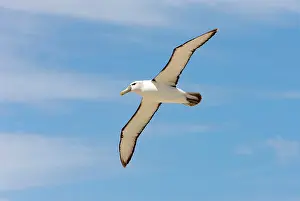 Jackrel: Australia, Tasmania, Bass Strait. Shy Albatross