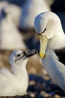 Jackrel: Australia, Tasmania, Bass Strait. Shy Albatross