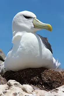 Jackrel: Australia, Tasmania, Bass Strait. Shy albatross
