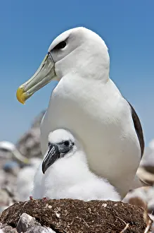 Jackrel: Australia, Tasmania, Bass Strait. Shy albatross