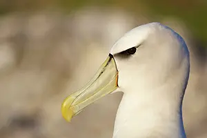 Strait: Australia, Tasmania, Bass Strait. Shy Albatross