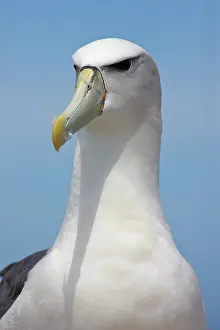 Strait: Australia, Tasmania, Bass Strait. Shy Albatross