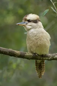 Jackrel: Australia, Tasmania. Kookaburra