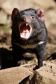 Devil: Australia, Tasmania. Tasmanian Devil at