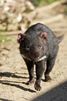 Devil: Australia, Tasmania. Tasmanian Devil at