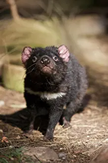Devil: Australia, Tasmania. Tasmanian Devil at