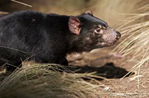 Devil: Australia, Tasmania. Tasmanian Devil at