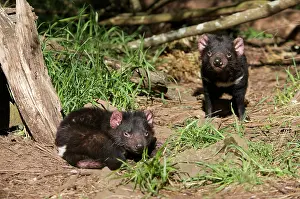 Devil: Australia, Tasmania. Tasmanian Devil at
