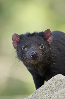 Devil: Australia, Tasmania. Tasmanian Devil at