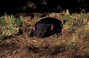 Devil: Australia, Tasmania. Tasmanian Devil (Sarcophilus