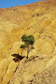 Acidic: Australia - tree growing out of rock. Vegetation