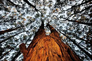 Towering: Australia, Victoria, Great Otway National