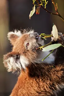 Cuddly: Australia, Victoria, Great Otway National