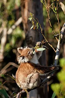 Cuddly: Australia, Victoria, Great Otway National