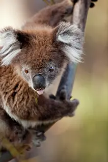 Cuddly: Australia, Victoria, Great Otway National