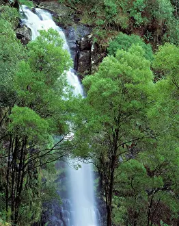 Otway: Australia - Waterfall in the Otway National Park