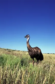 Stuart: Australia, Western Australia. Emu (Dromaius
