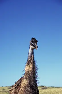 Stuart: Australia, Western Australia. Emu (Dromaius