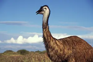 Stuart: Australia, Western Australia. Emu (Dromaius