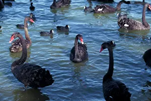 Perth: Australia, Western Australia, Perth, Bibra
