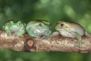 Caerulea: Australia. White's tree frogs on log