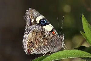 Admiral: Australian Admiral Butterfly