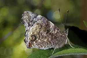 Admiral: Australian Admiral Butterfly