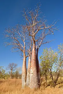 Boabs: Australian Baobab / Boab - group of young specimen