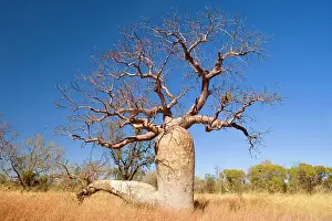 Boabs: Australian Baobab / Boab - impressive specimen