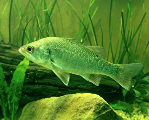 Basses: Australian Bass