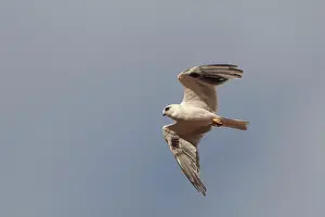Axillaris: Australian Black-shouldered Kite