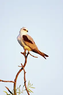 Axillaris: Australian Black-Shouldered Kite - perched on top of a tree