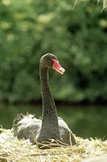 Atratus: Australian Black Swan nesting