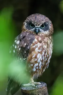 Ninox: Australian Boobook Owl, captive, native to mainland